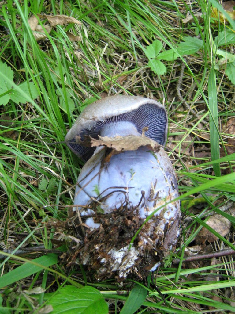 Фиолетовые грибы неизвестного происхождения